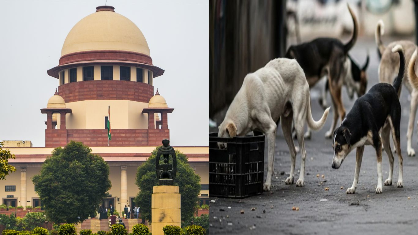 SC on Stray Dogs