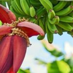 Banana Flower