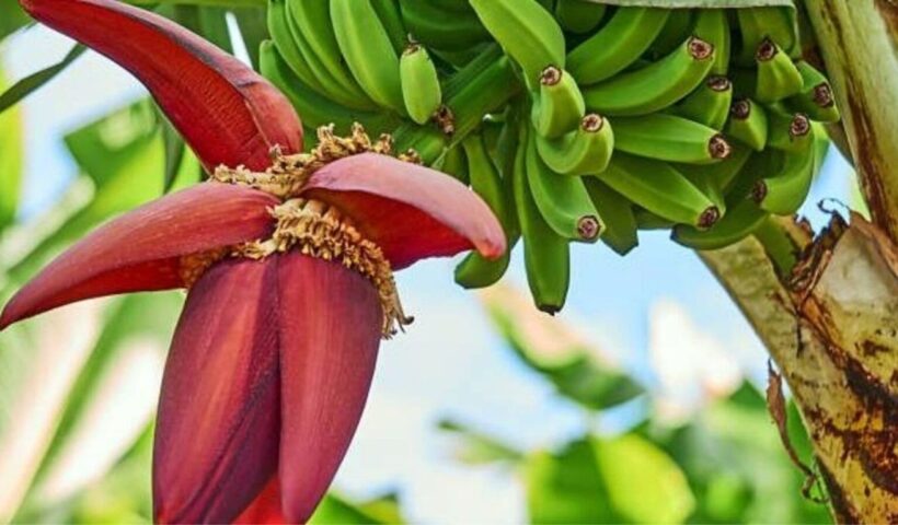Banana Flower