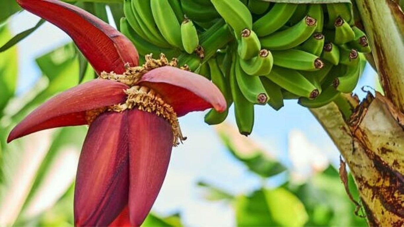 Banana Flower