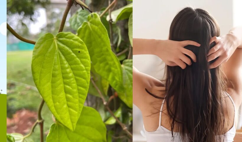 Betel Leaves For Hair