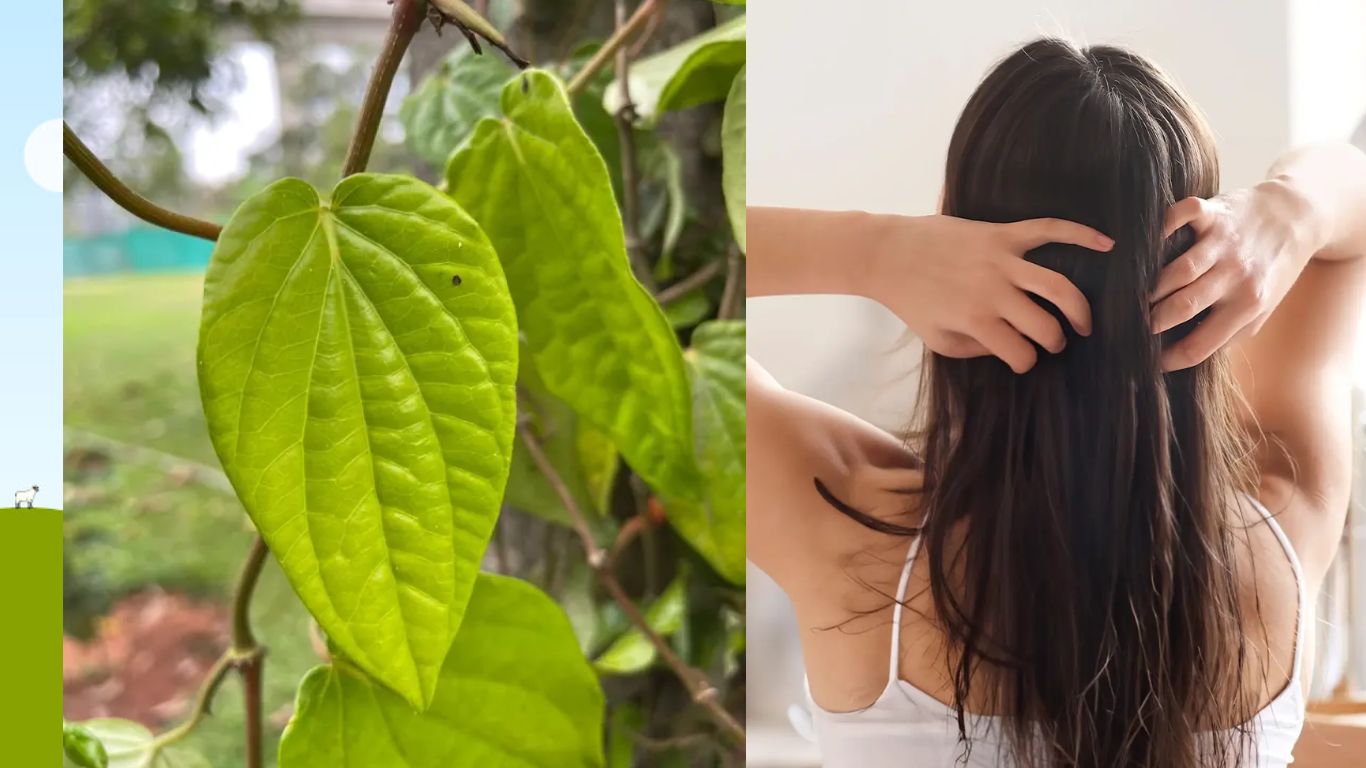 Betel Leaves For Hair