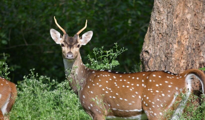 Hyderabad