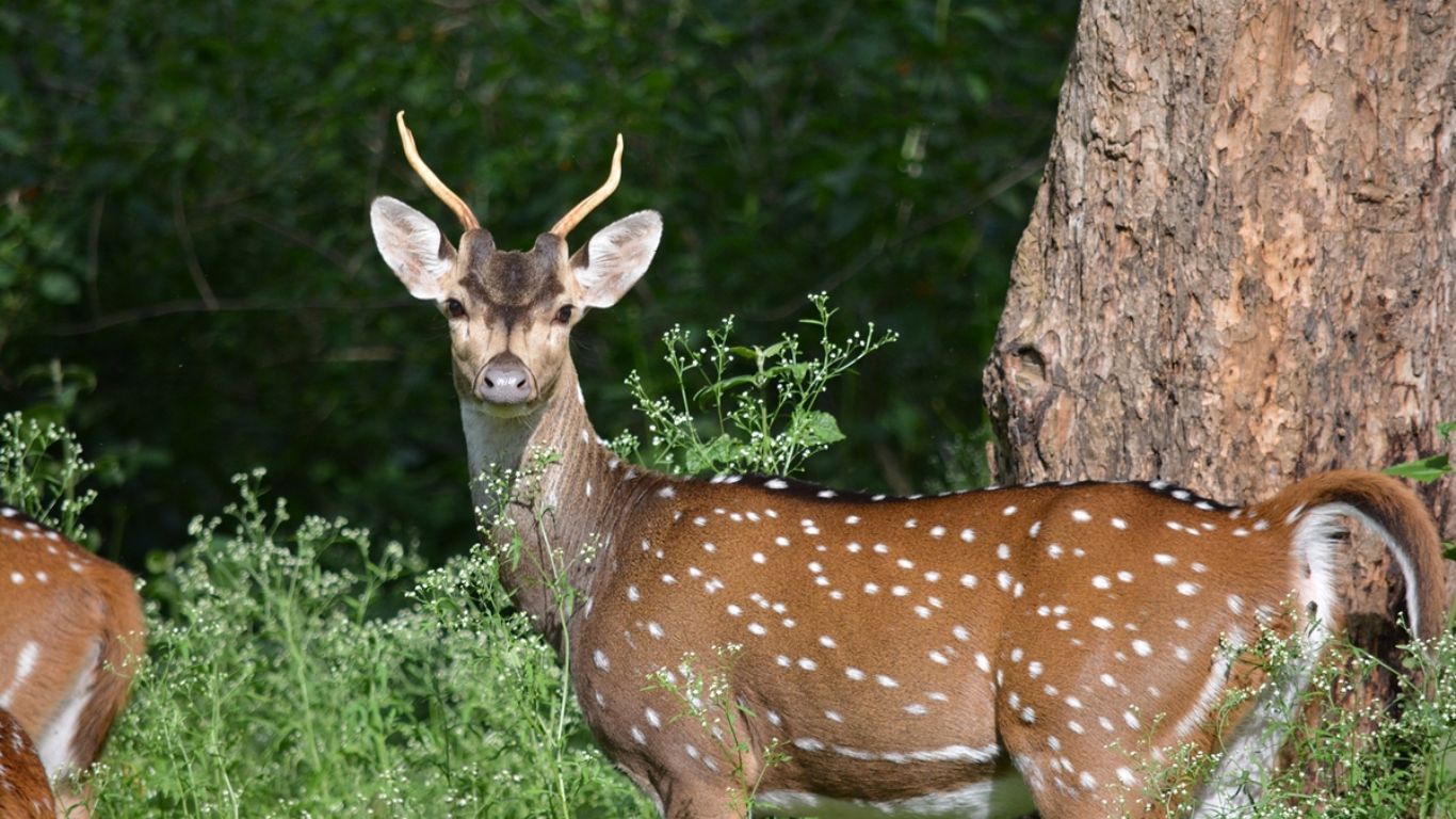 Hyderabad