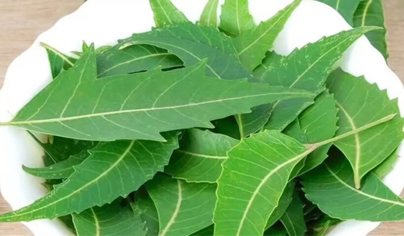 Neem Leaves Benefits