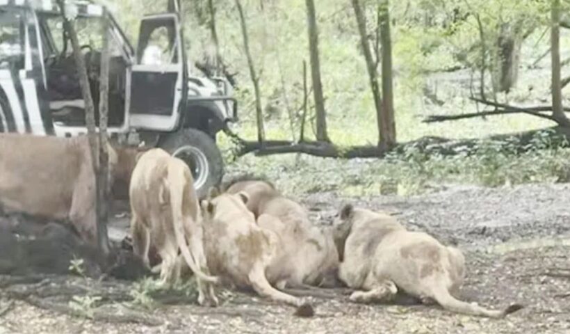 Safari World Zoo