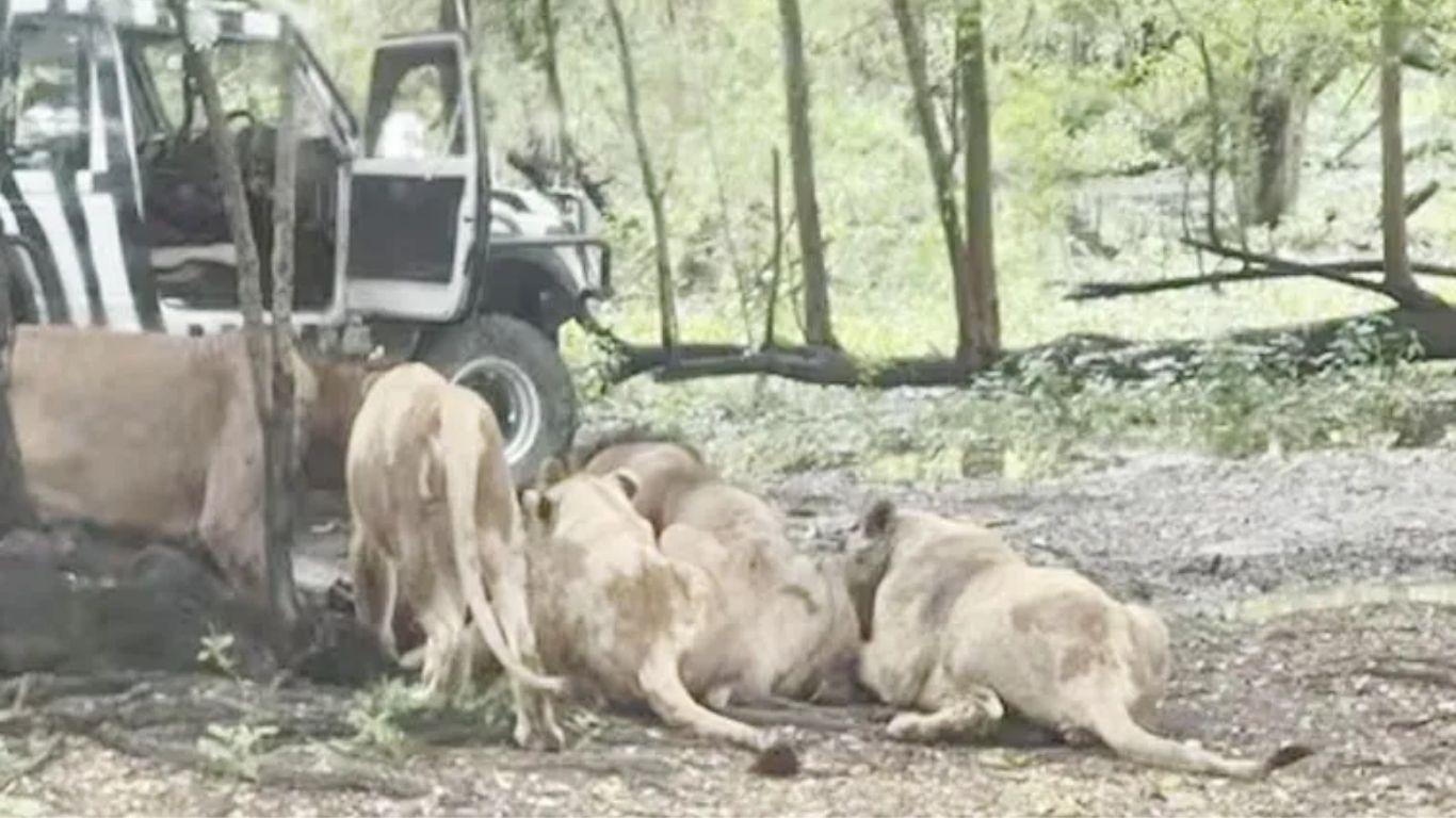 Safari World Zoo