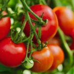 Tomato Benefits