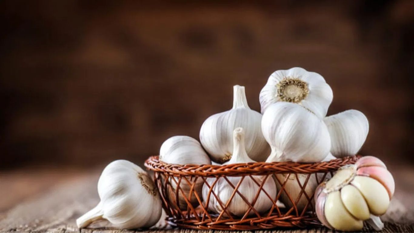 Garlic Benefits