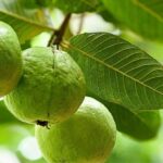 Guava Benefits