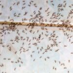 How To Get Rid Of Ants