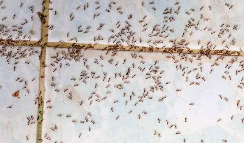 How To Get Rid Of Ants