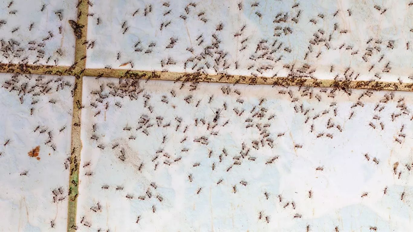 How To Get Rid Of Ants