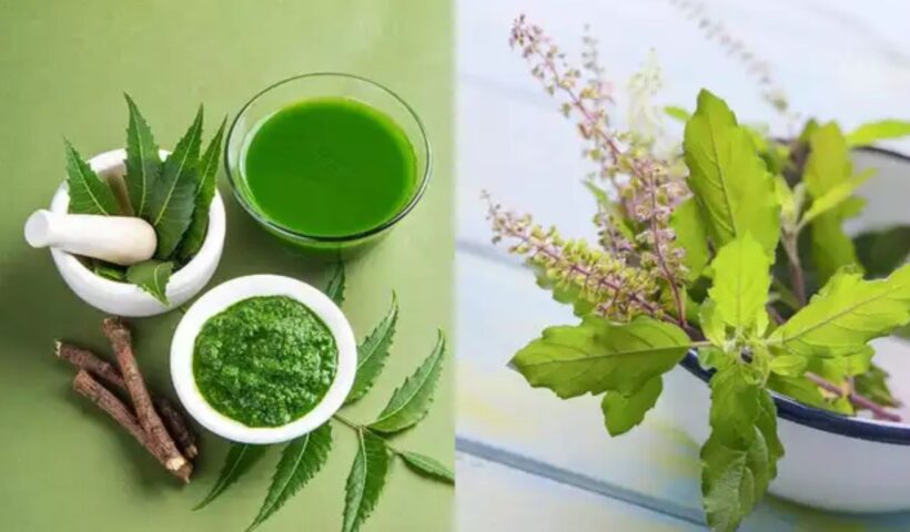 Neem Vs Tulsi