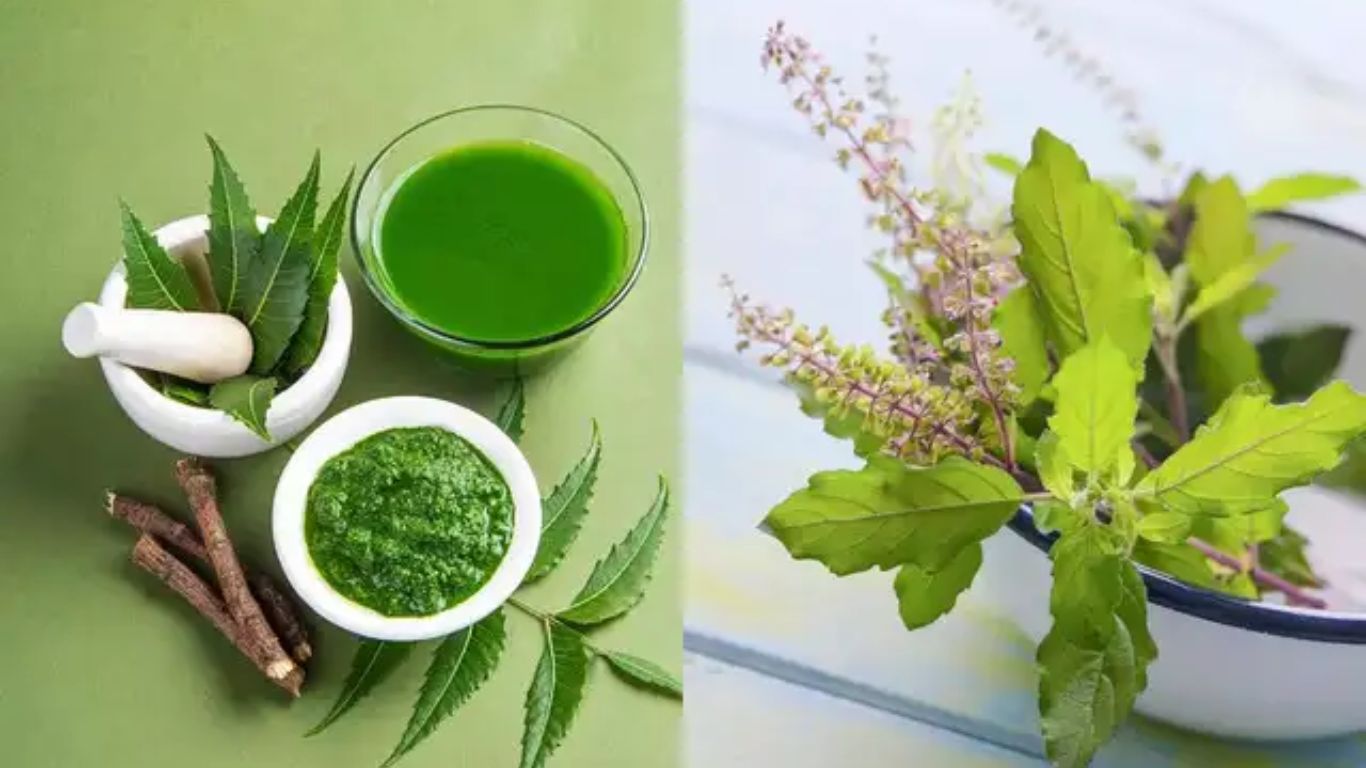 Neem Vs Tulsi