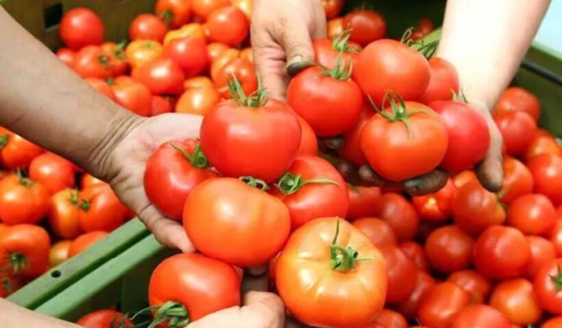 Tomato Prices