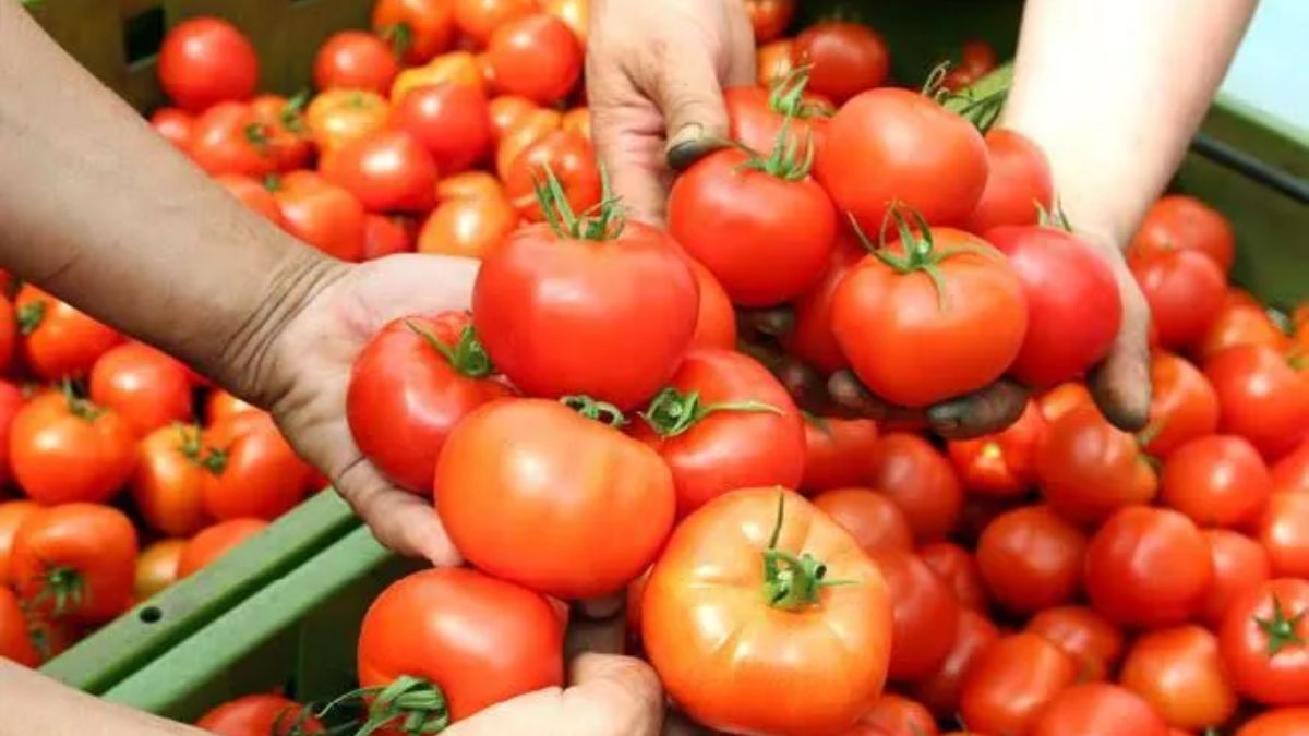 Tomato Prices