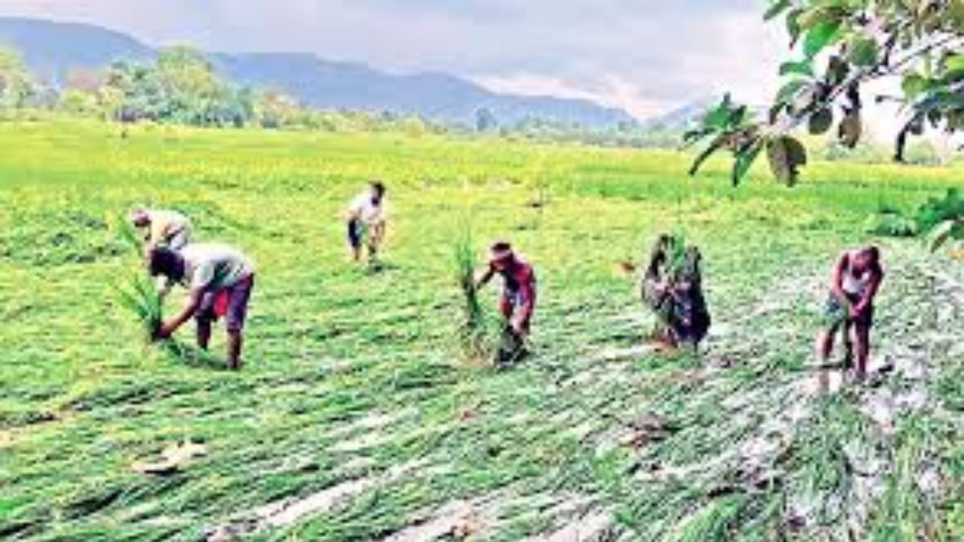 Cyclone Montha Effect: