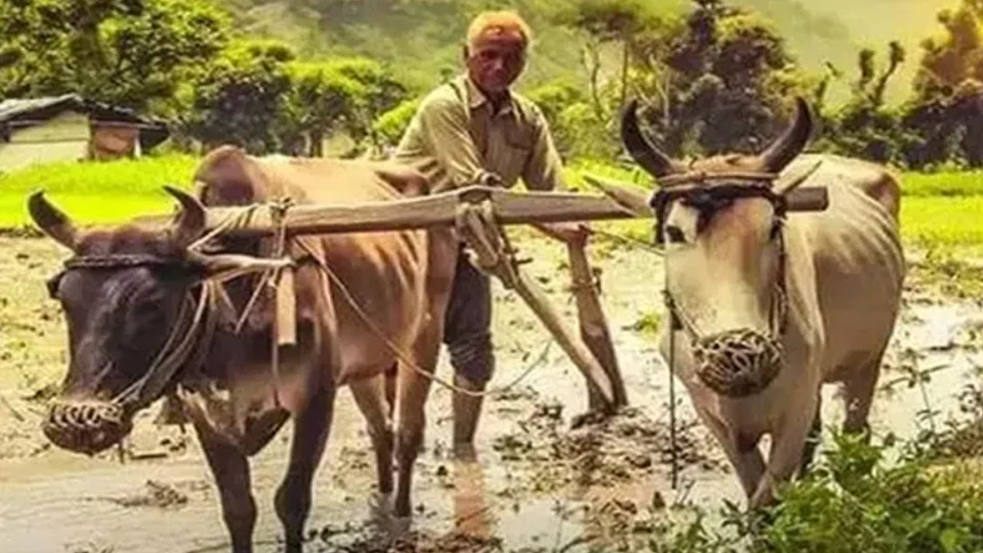 PM Kisan yojana: