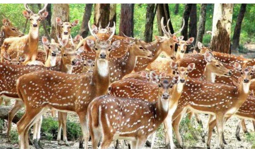 Puthur Zoo Deer Deaths
