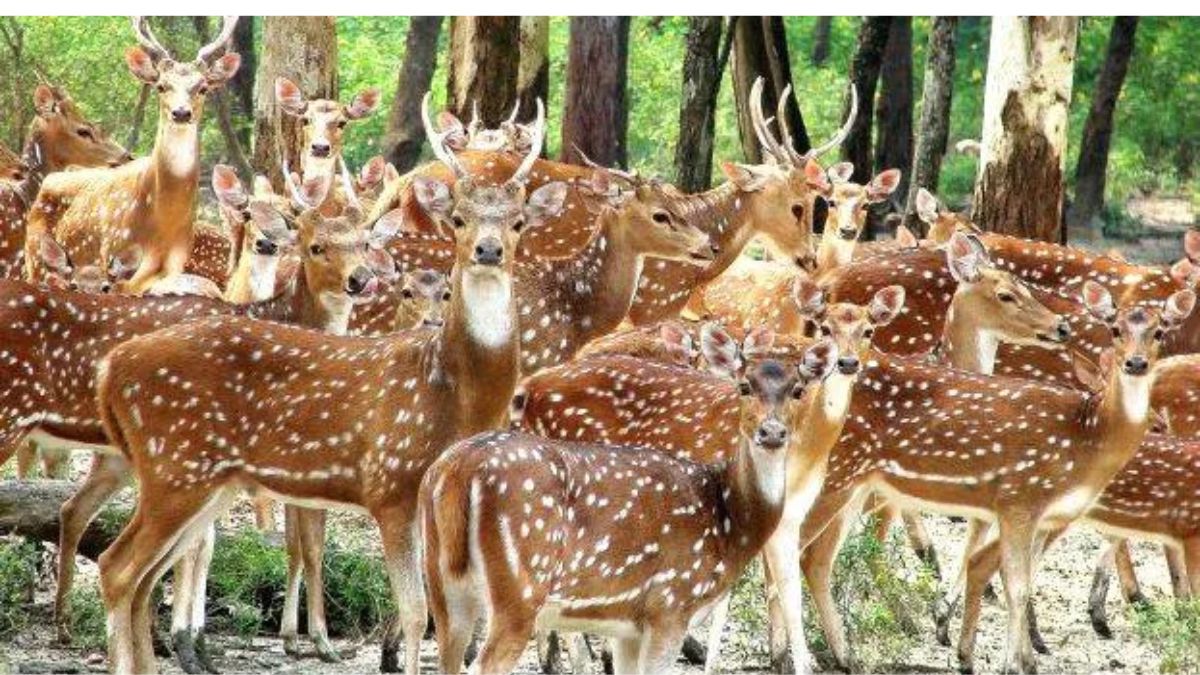 Puthur Zoo Deer Deaths