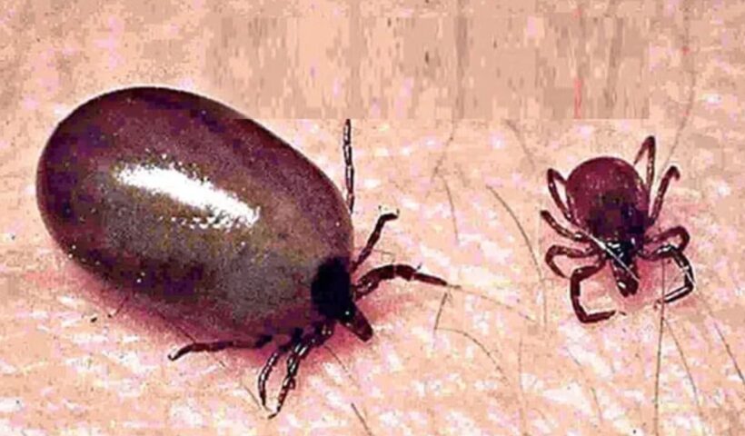 Scrub Typhus