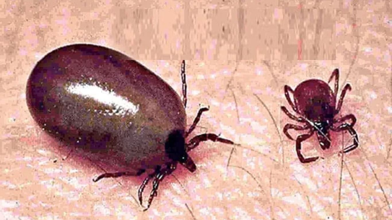 Scrub Typhus