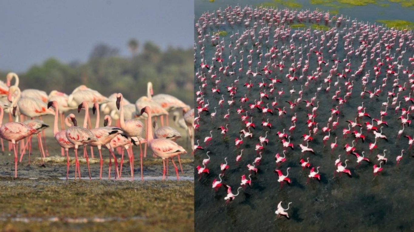 Flamingo Festival 2026