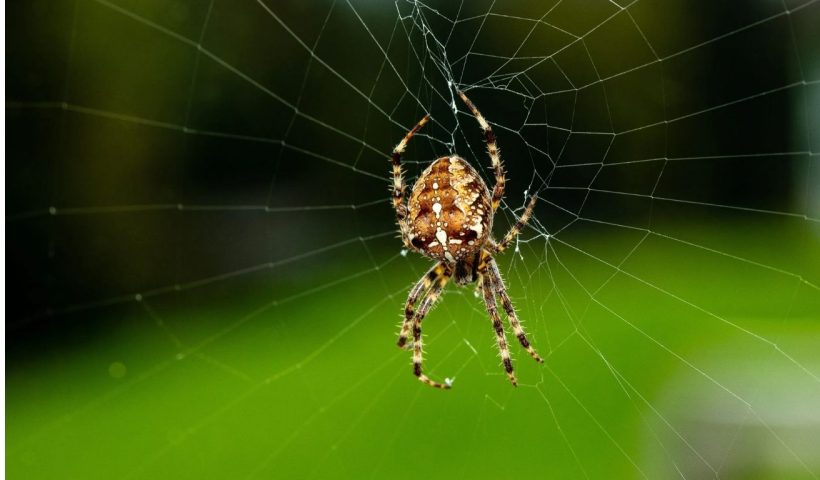 Spiders Home Remedies