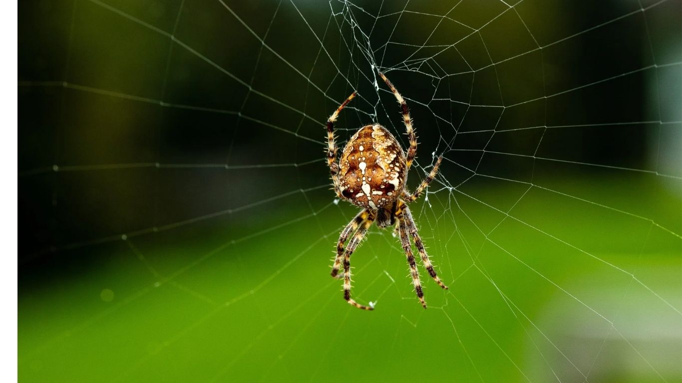 Spiders Home Remedies