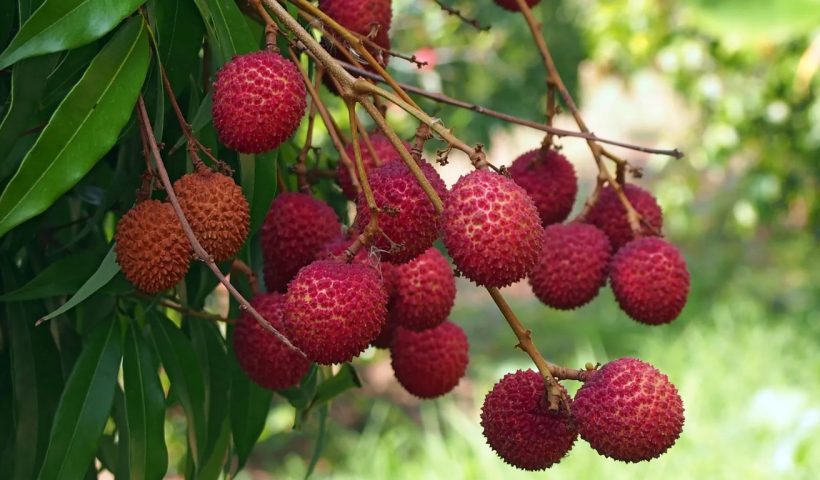 Lychee Benefits