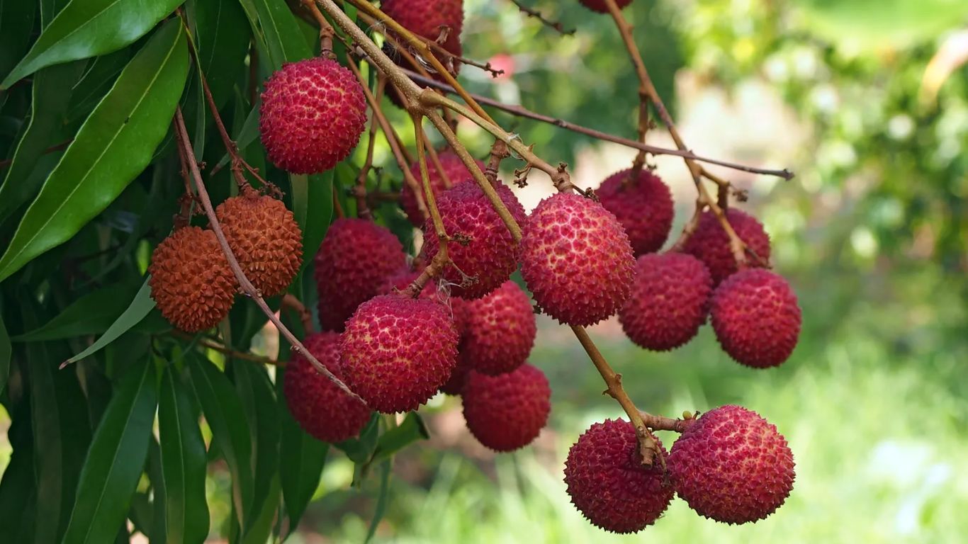 Lychee Benefits