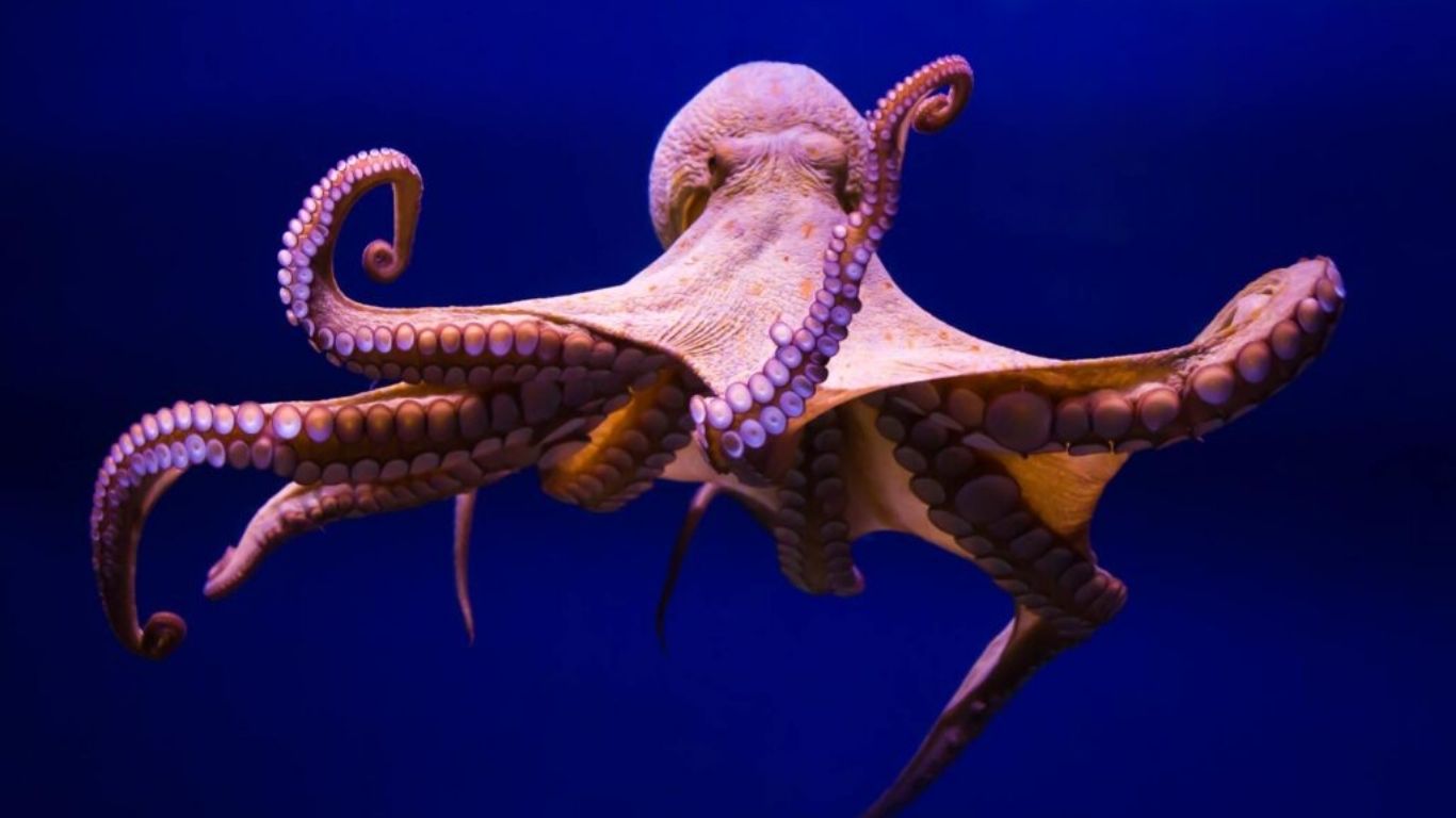 Octopus