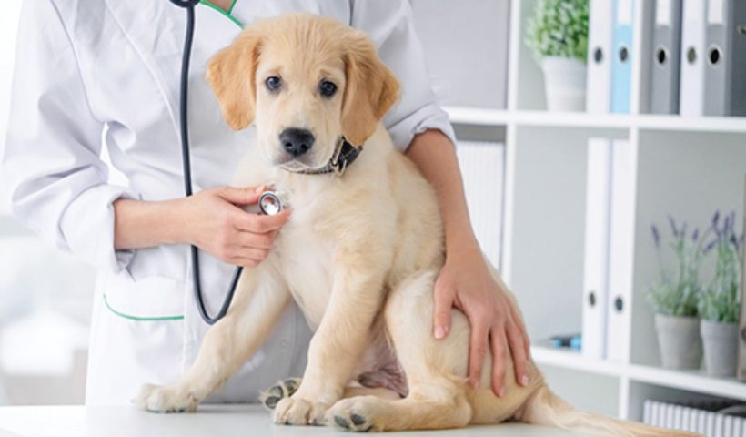 Pet Dog Care