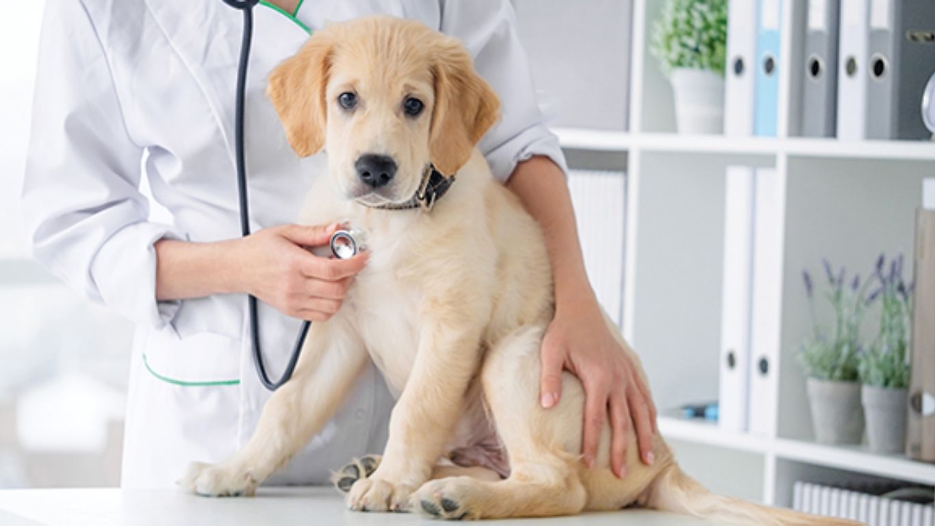 Pet Dog Care