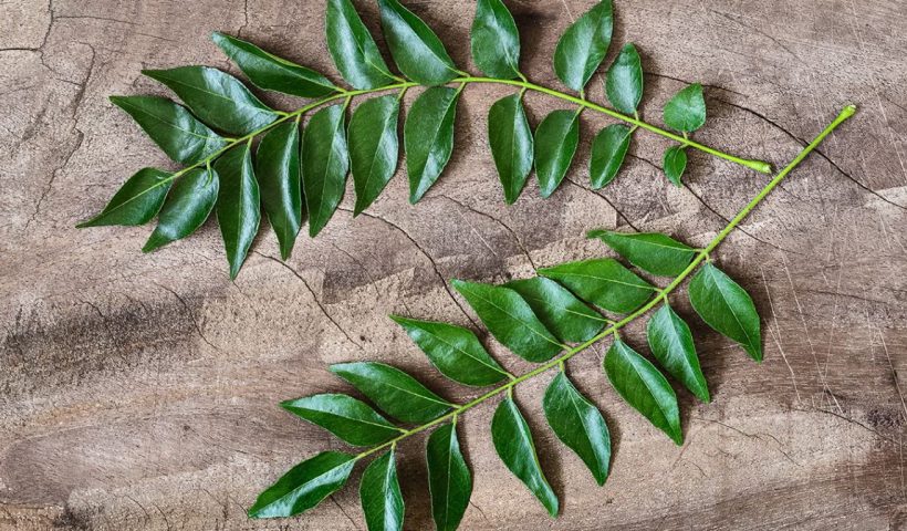 Curry Leaves Benefits