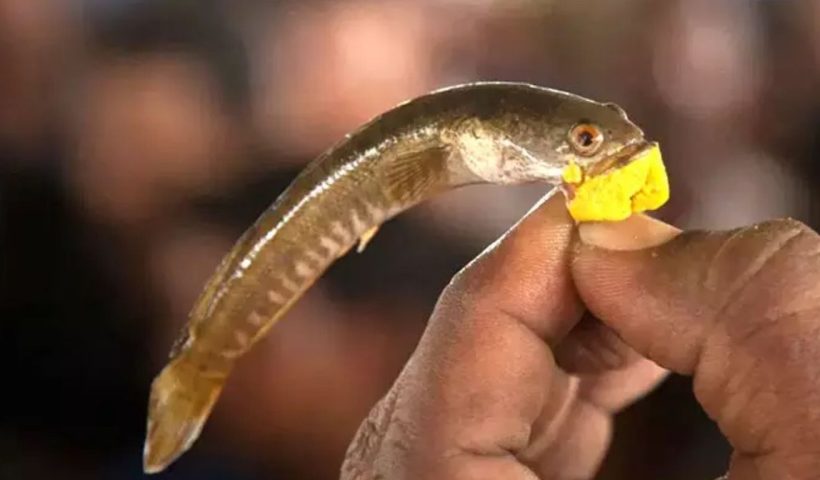 Hyderabad: