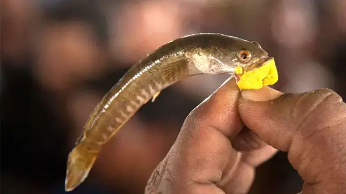 Hyderabad: