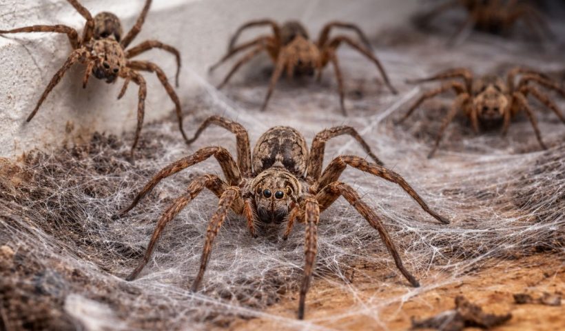 Spider Control Tips