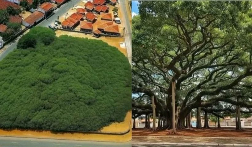 World Biggest Tree