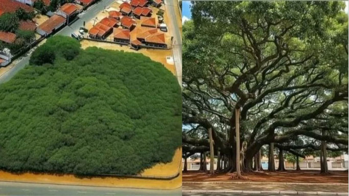 World Biggest Tree