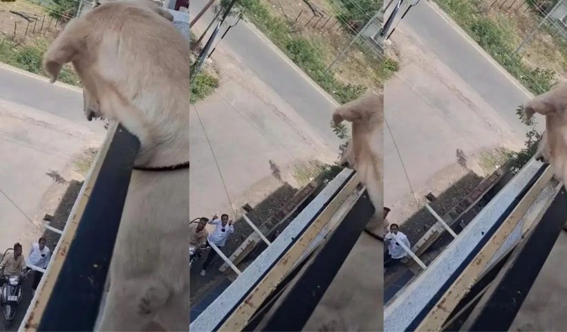 Viral News